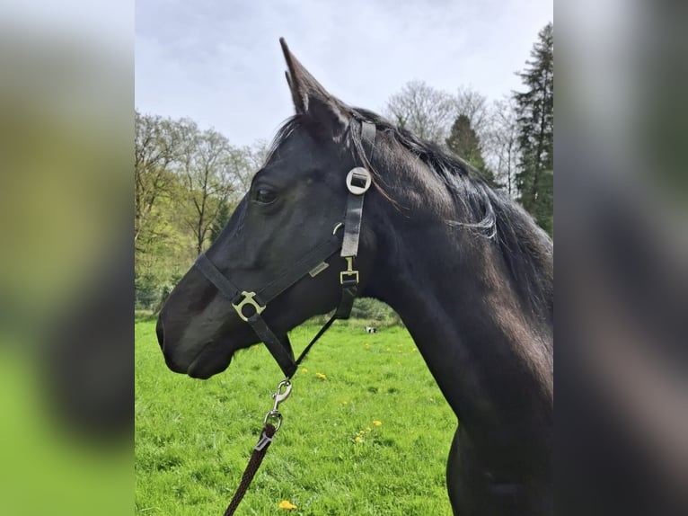 Hanoverian Mare 9 years 16 hh Black in Willstätt