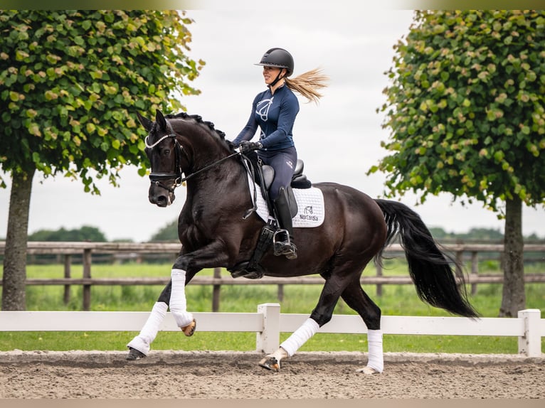 Hanoverian Mare 9 years 16 hh Black in Egtved