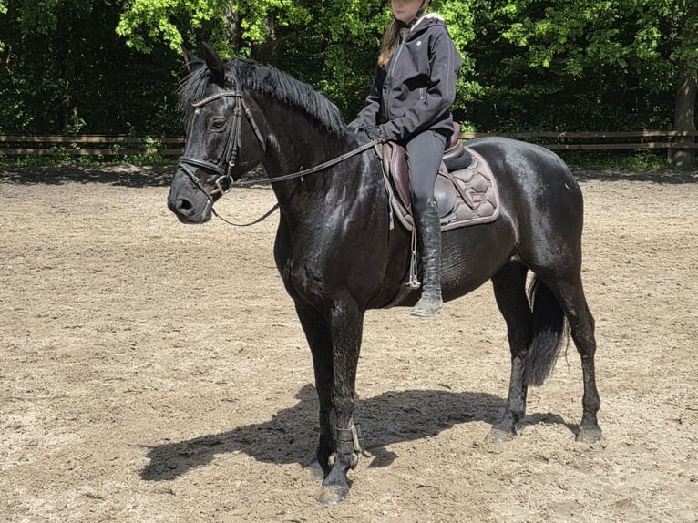 Hanoverian Mare 9 years 16 hh Black in Braunschweig