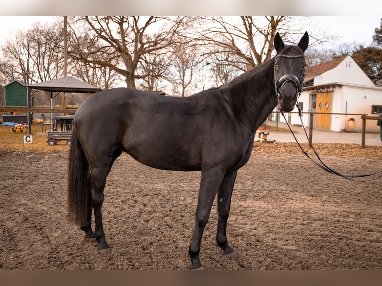 Hanoverian Mare 9 years 16 hh Black in Oyten