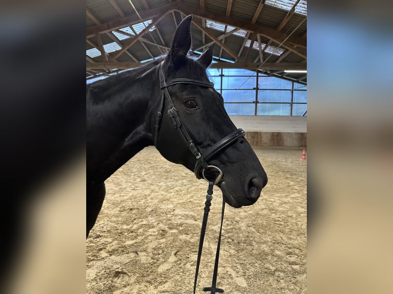 Hanoverian Mare 9 years 16 hh Black in Hofgeismar