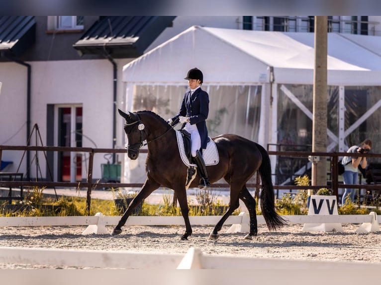 Hanoverian Mare 9 years 16 hh Black in Zaręby