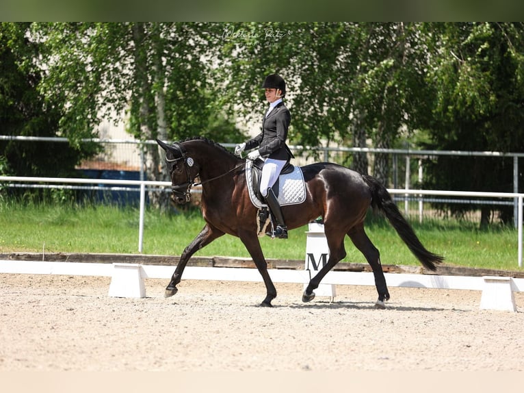 Hanoverian Mare 9 years 16 hh Black in Zaręby