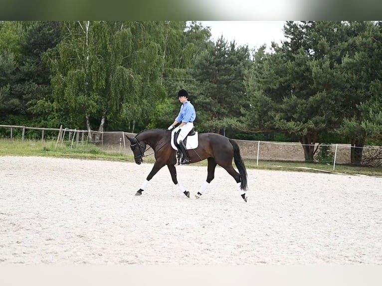 Hanoverian Mare 9 years 16 hh Black in Zaręby