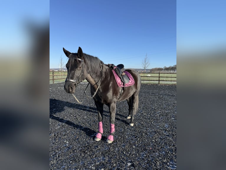 Hanoverian Mare 9 years 16 hh Black in Salzgitter HohenrodeSalzgitter