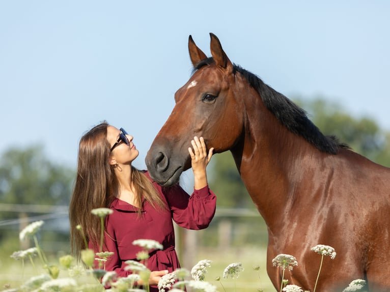 Hanoverian Mare 9 years 16 hh Brown in Kirchberg