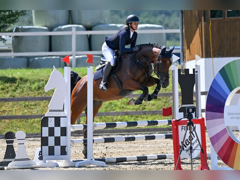 Hanoverian Mare 9 years 16 hh Brown in Kirchberg