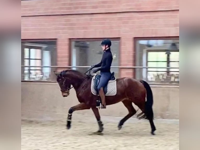 Hanoverian Mare 9 years 16 hh Brown in Ferlach