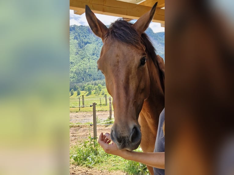 Hanoverian Mare 9 years 16 hh Brown in Ferlach