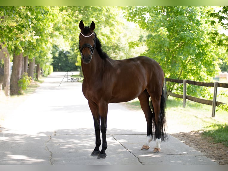 Hanoverian Mare 9 years 16 hh Brown in Ro&#xDF;dorf