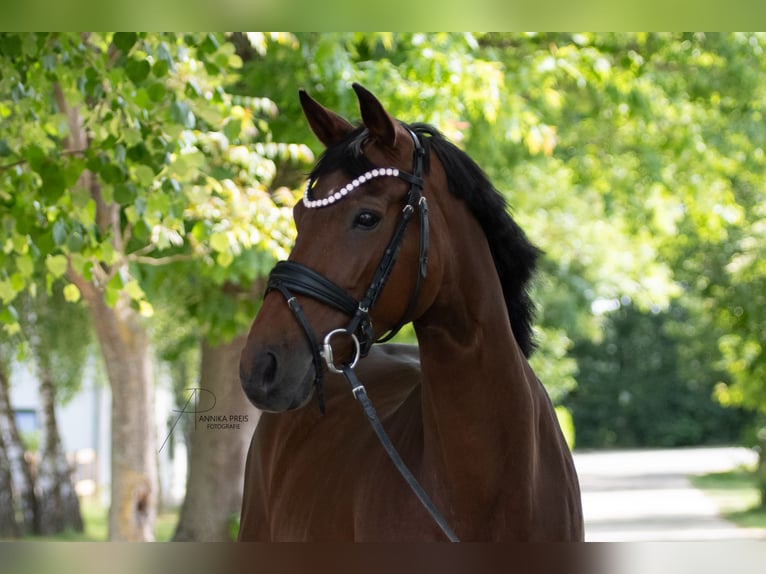 Hanoverian Mare 9 years 16 hh Brown in Ro&#xDF;dorf