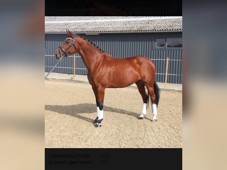 Hanoverian Mare 9 years 16 hh Brown in Hobro