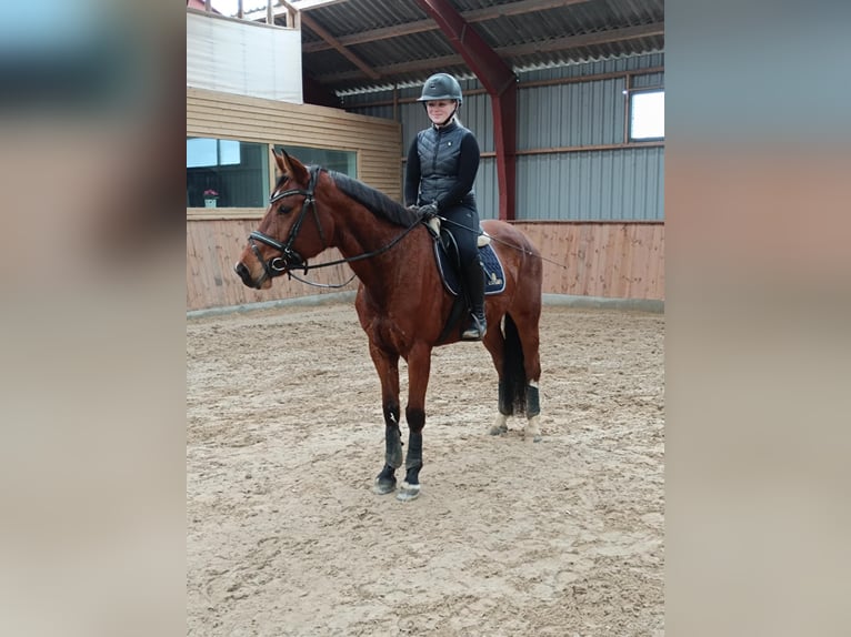 Hanoverian Mare 9 years 16 hh Brown in Hobro