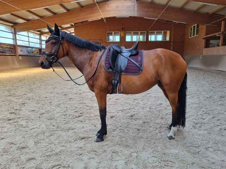 Hanoverian Mix Mare 9 years 16 hh Brown in Radebeul