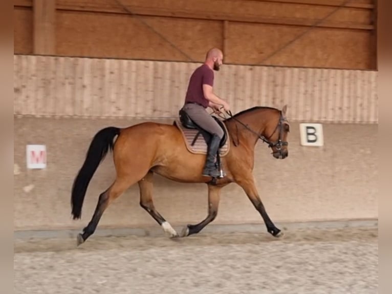 Hanoverian Mix Mare 9 years 16 hh Brown in Radebeul