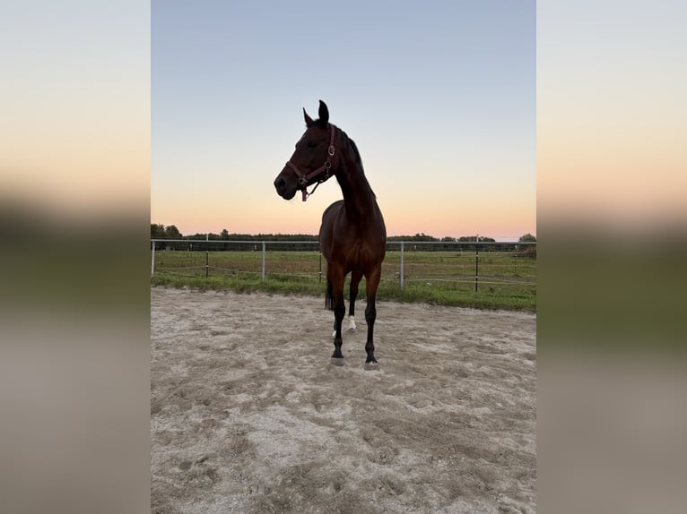 Hanoverian Mare 9 years 16 hh Brown in Leutkirch im Allg&#xE4;u