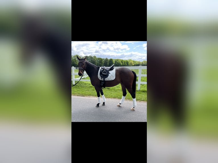 Hanoverian Mare 9 years 16 hh Brown in Mönchengladbach