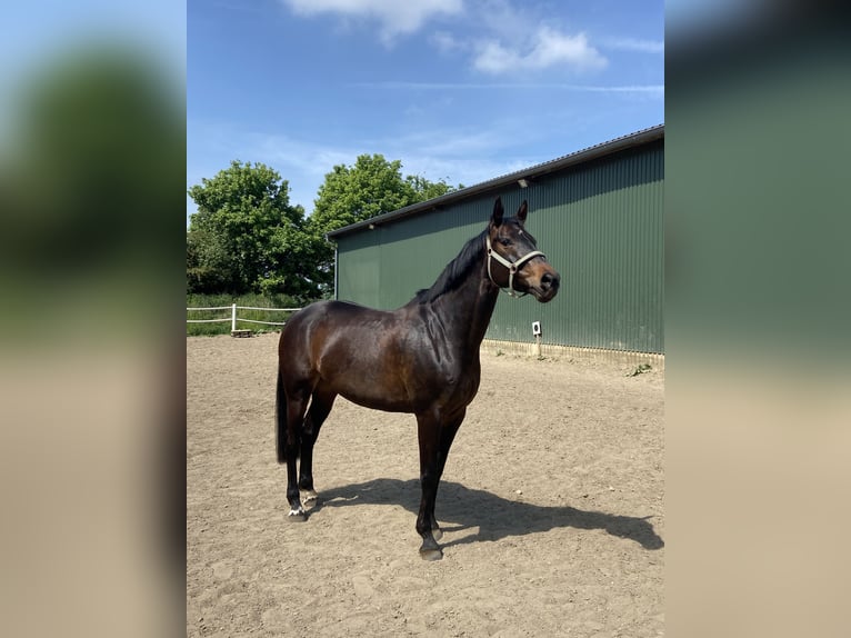 Hanoverian Mare 9 years 16 hh Brown in Norderstedt