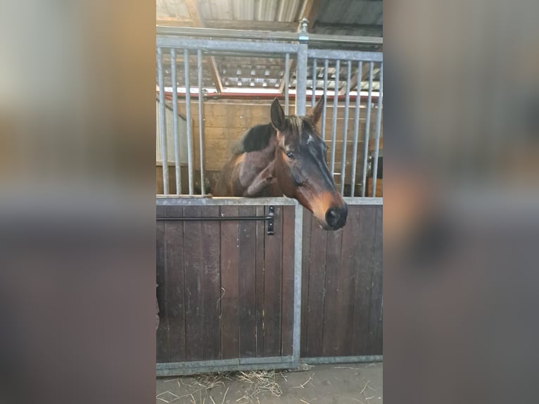 Hanoverian Mare 9 years 16 hh Brown in Norderstedt