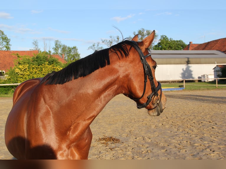 Hanoverian Mare 9 years 16 hh Brown in Cremlingen