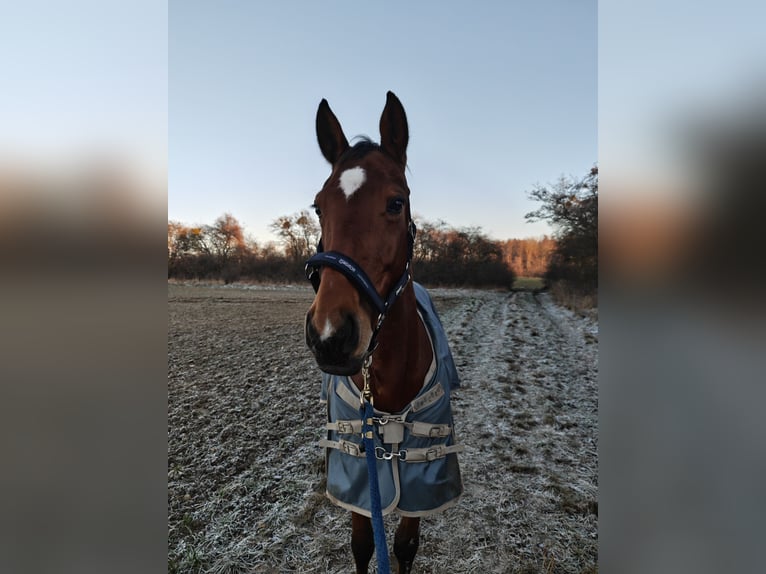 Hanoverian Mare 9 years 16 hh Brown in Cremlingen