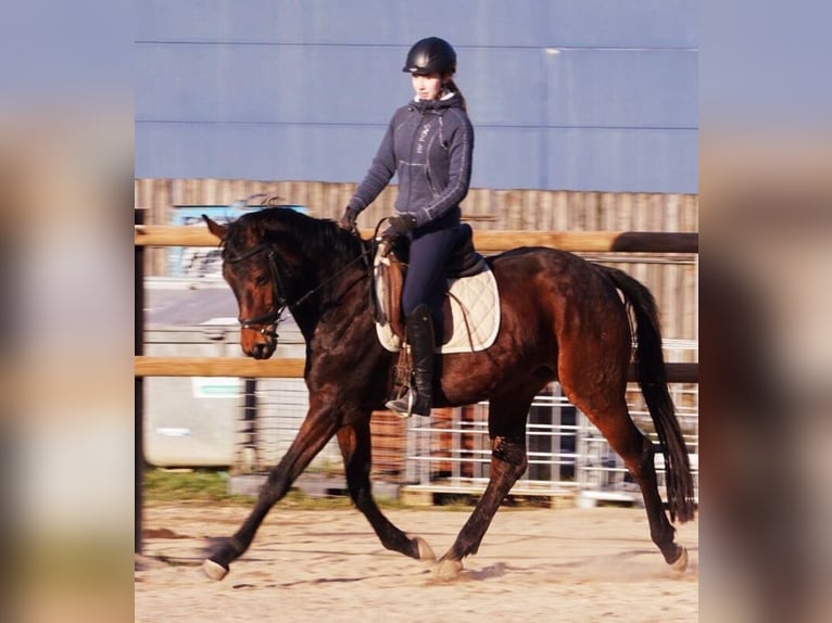 Hanoverian Mare 9 years 16 hh Brown in Grevenbroich