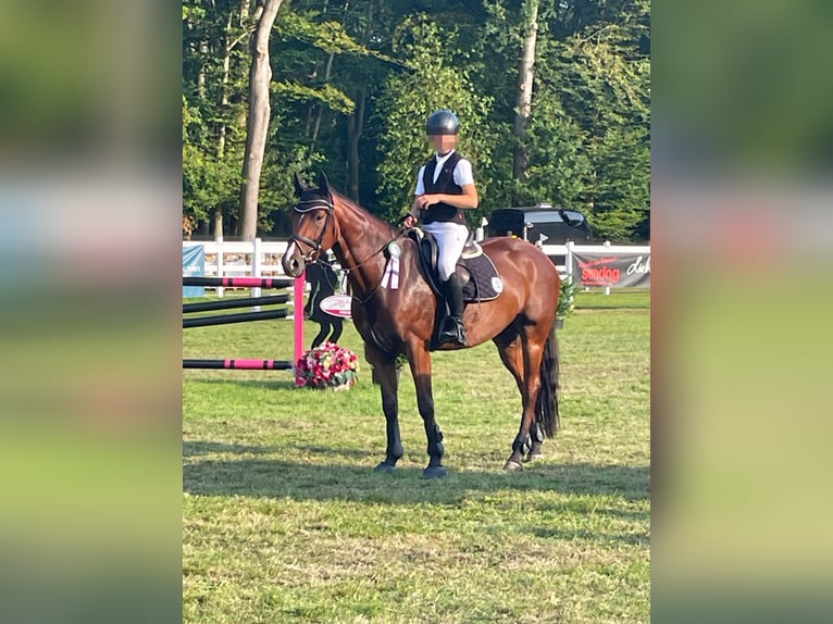 Hanoverian Mare 9 years 16 hh Brown in Ahaus