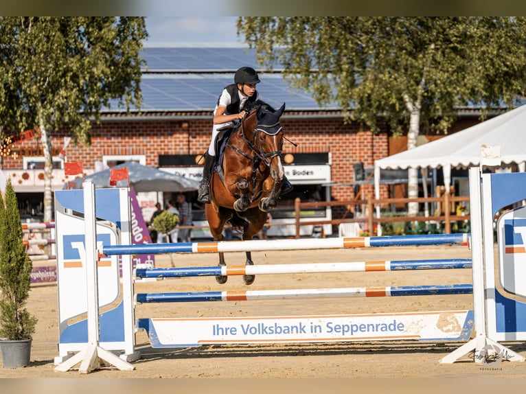 Hanoverian Mare 9 years 16 hh Brown in Ahaus