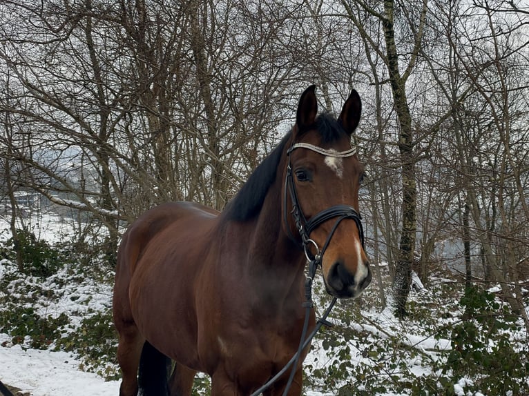 Hanoverian Mare 9 years 16 hh Brown in Overath