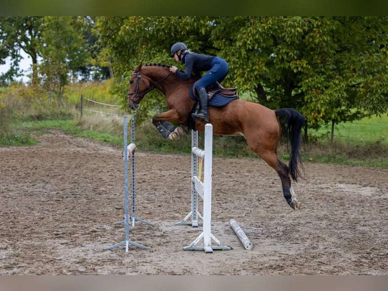 Hanoverian Mare 9 years 16 hh Brown in Modautal