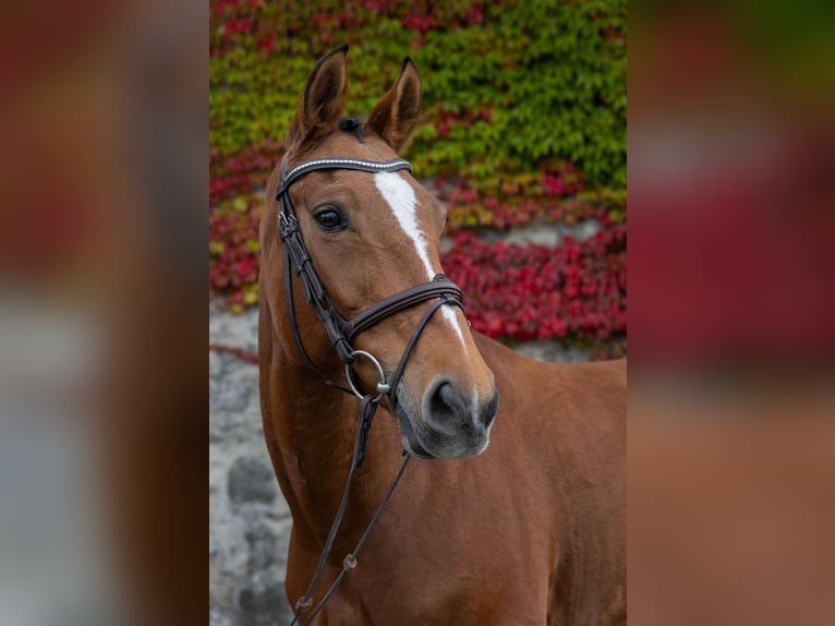 Hanoverian Mare 9 years 16 hh Brown in Modautal