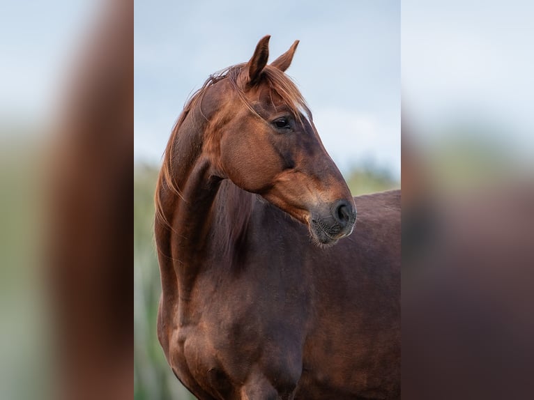 Hanoverian Mare 9 years 16 hh Chestnut in Augšdaugavas novads