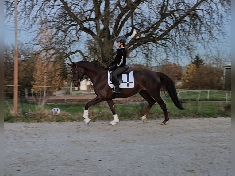 Hanoverian Mare 9 years 16 hh Chestnut in Bruchsal