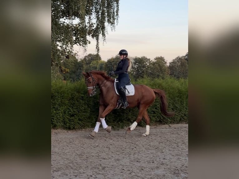 Hanoverian Mare 9 years 16 hh Chestnut-Red in Rosengarten