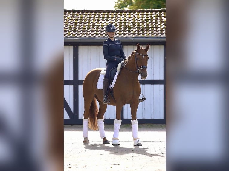 Hanoverian Mare 9 years 16 hh Chestnut-Red in Ostbevern