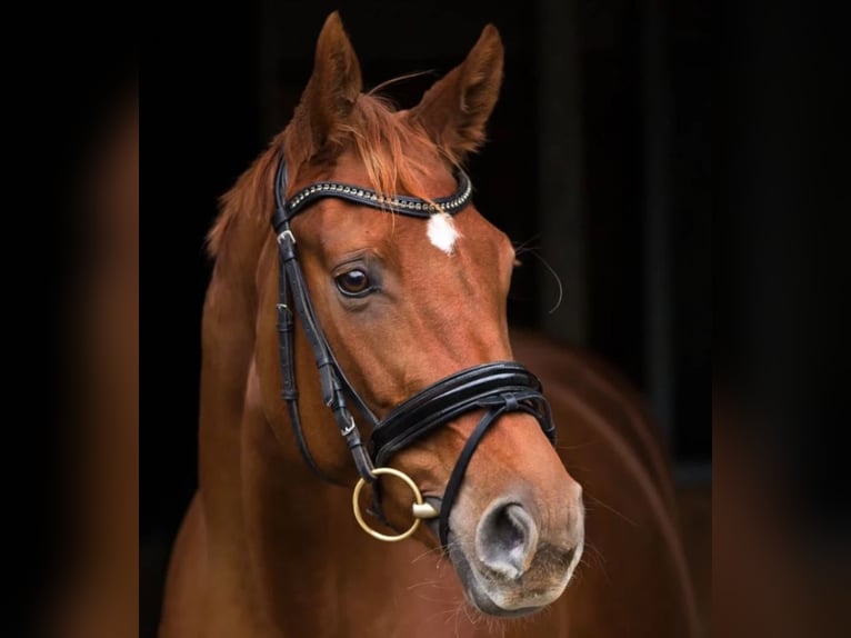 Hanoverian Mare 9 years 16 hh Chestnut-Red in Ostbevern