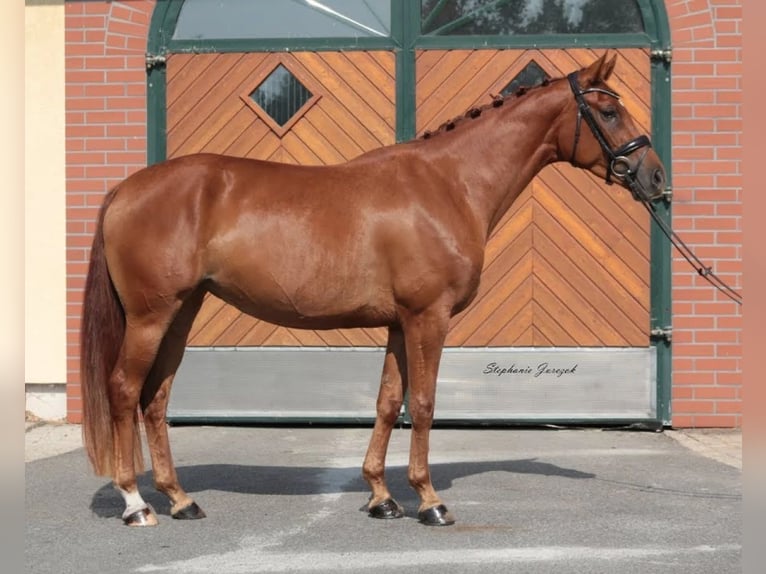 Hanoverian Mare 9 years 16 hh Chestnut-Red in Ostbevern