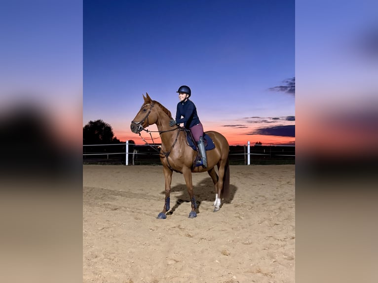 Hanoverian Mare 9 years 16 hh Chestnut-Red in Stahnsdorf