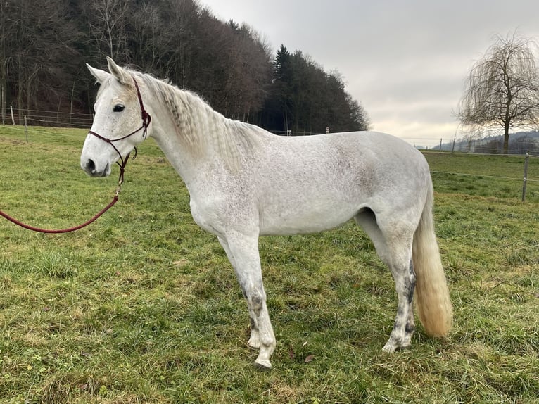 Hanoverian Mare 9 years 16 hh Grey-Fleabitten in Mondsee