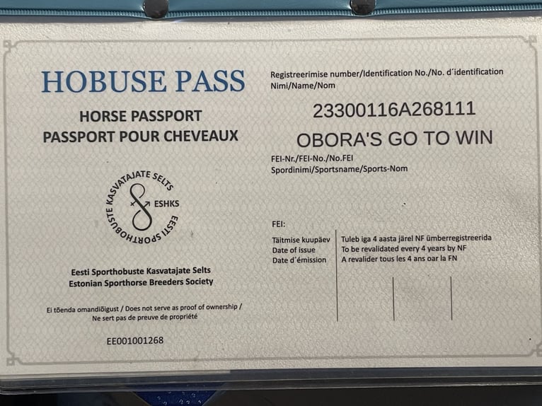 Hanoverian Mare 9 years 16 hh Grey-Fleabitten in Mondsee