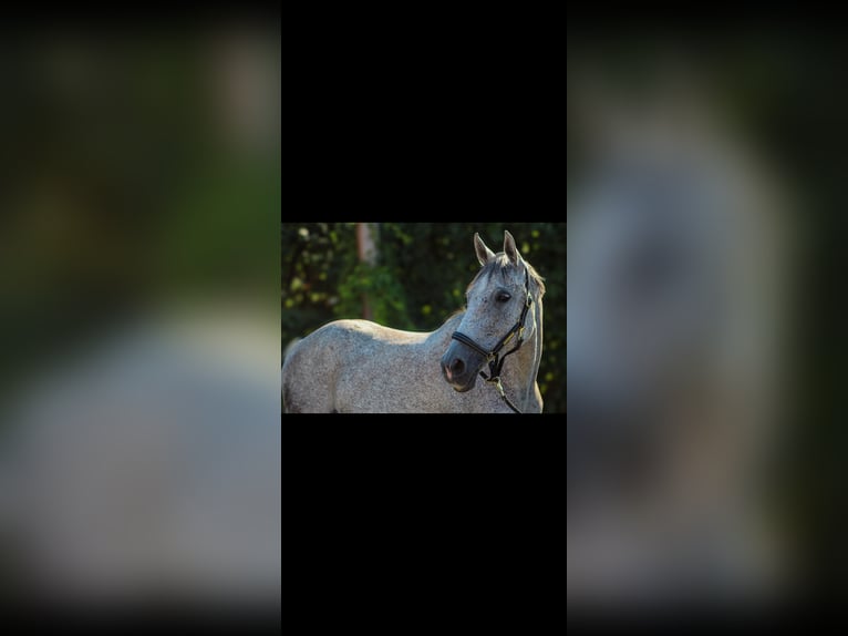 Hanoverian Mare 9 years 16 hh Grey-Fleabitten in St.p&#xF6;lten