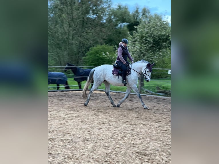 Hanoverian Mare 9 years 16 hh Grey in Butjadingen