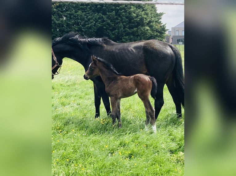 Hanoverian Mare 9 years 16 hh Smoky-Black in Tienen Hanoverian Mare 9 years 16 hh Smoky-Black in Tienen