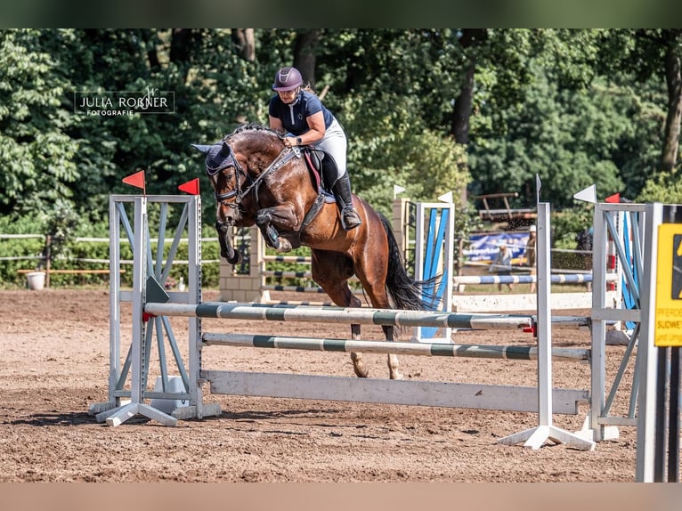 Hanoverian Mare 9 years 16 hh Smoky-Black in Hambergen