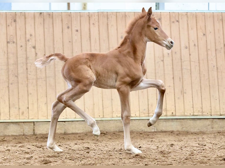 Hanoverian Mare 9 years 16,1 hh Bay-Dark in Hohenahr