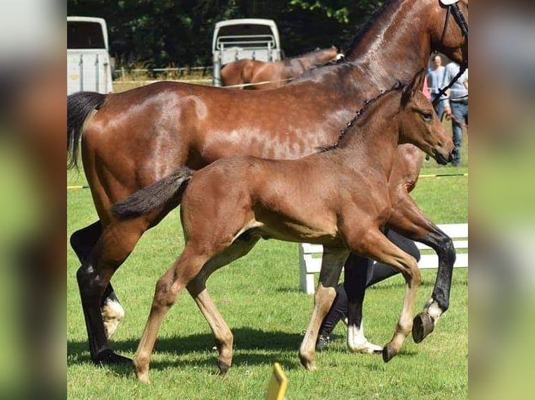 Hanoverian Mare 9 years 16,1 hh Bay-Dark in Wrestedt