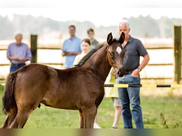 Hanoverian Mare 9 years 16,1 hh Bay-Dark in Wrestedt