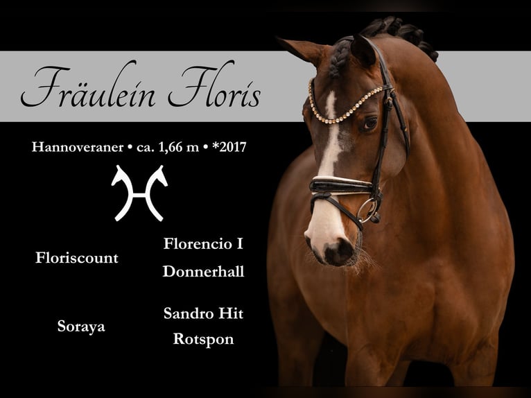 Hanoverian Mare 9 years 16,1 hh Bay-Dark in Wehringen