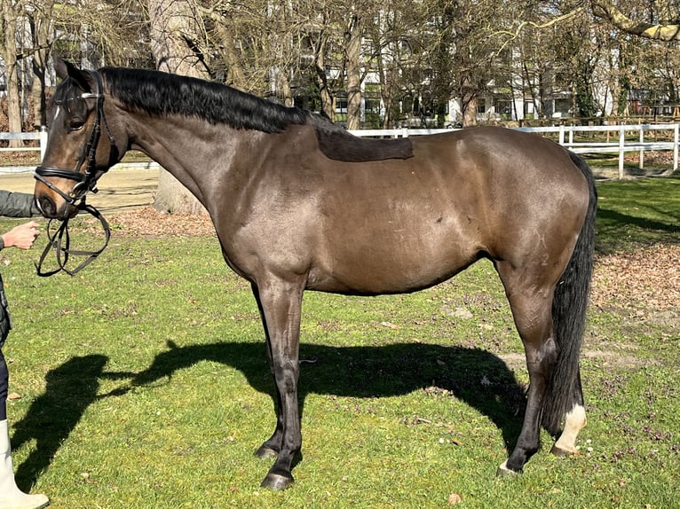 Hanoverian Mare 9 years 16,1 hh Bay-Dark in Hamm