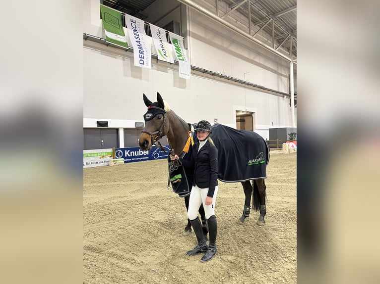 Hanoverian Mare 9 years 16,1 hh Bay-Dark in Altenberge